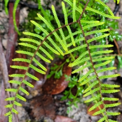 Gleichenia dicarpa (Wiry Coral Fern) at Wingecarribee Local Government Area - 19 Jan 2022 by tpreston