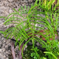 Gleichenia dicarpa at Bundanoon, NSW - suppressed