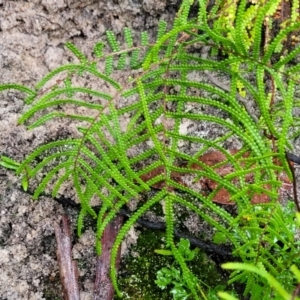 Gleichenia dicarpa at Bundanoon, NSW - suppressed