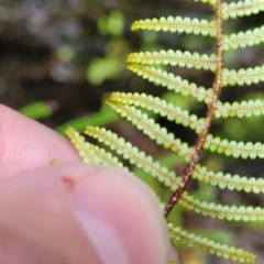 Gleichenia dicarpa at Bundanoon, NSW - suppressed