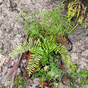 Gleichenia dicarpa at Bundanoon, NSW - suppressed