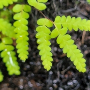 Gleichenia sp. at Bundanoon, NSW - suppressed