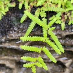 Gleichenia sp. at Bundanoon, NSW - suppressed