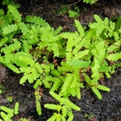 Gleichenia sp. at Bundanoon, NSW - suppressed