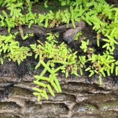 Gleichenia sp. at Bundanoon, NSW - suppressed