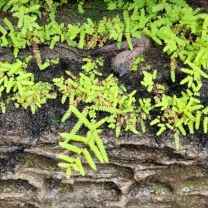 Gleichenia sp. at Bundanoon, NSW - suppressed