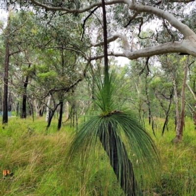 Xanthorrhoea sp. (Grass Tree) at Wingecarribee Local Government Area - 19 Jan 2022 by tpreston