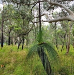 Xanthorrhoea sp. (Grass Tree) at Bundanoon, NSW - 19 Jan 2022 by tpreston
