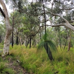 Xanthorrhoea australis at Bundanoon, NSW - suppressed