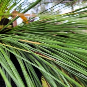 Xanthorrhoea australis at Bundanoon, NSW - suppressed