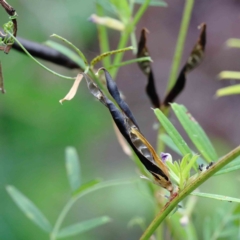 Vicia sativa subsp. nigra (Narrow-leaved Vetch) at Yarralumla, ACT - 15 Jan 2022 by ConBoekel