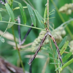 Vicia sativa subsp. nigra at Yarralumla, ACT - 16 Jan 2022 09:39 AM