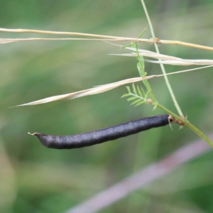 Vicia sativa subsp. nigra at Yarralumla, ACT - 16 Jan 2022 09:39 AM