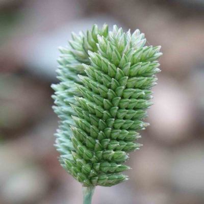 Eleusine tristachya (Goose Grass, Crab Grass, American Crows-Foot Grass) at Yarralumla, ACT - 16 Jan 2022 by ConBoekel