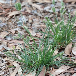 Eleusine tristachya at Yarralumla, ACT - 16 Jan 2022