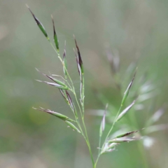 Rytidosperma sp. (Wallaby Grass) at Blue Gum Point to Attunga Bay - 15 Jan 2022 by ConBoekel