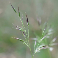 Rytidosperma sp. (Wallaby Grass) at Yarralumla, ACT - 16 Jan 2022 by ConBoekel