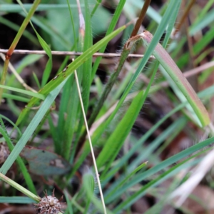 Rytidosperma sp. at Yarralumla, ACT - 16 Jan 2022