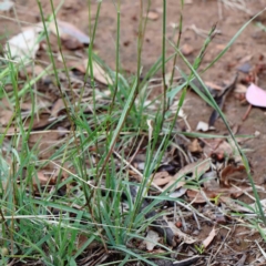 Rytidosperma sp. at Yarralumla, ACT - 16 Jan 2022