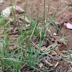 Rytidosperma sp. at Yarralumla, ACT - 16 Jan 2022