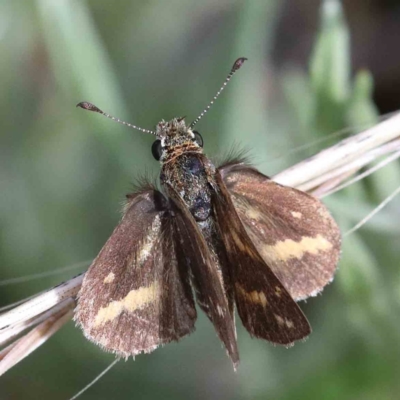 Taractrocera papyria (White-banded Grass-dart) at Yarralumla, ACT - 16 Jan 2022 by ConBoekel