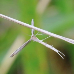 Platyptilia sp. (plume moth) at Blue Gum Point to Attunga Bay - 15 Jan 2022 by ConBoekel