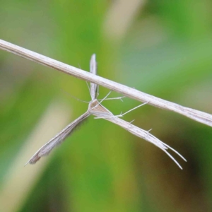 Platyptilia sp. at suppressed - 16 Jan 2022