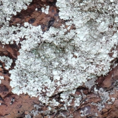 Parmeliaceae (family) (A lichen family) at Lake Burley Griffin West - 16 Jan 2022 by ConBoekel