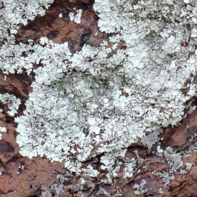 Parmeliaceae (family) (A lichen family) at Blue Gum Point to Attunga Bay - 15 Jan 2022 by ConBoekel