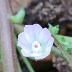 Malva neglecta (Dwarf Mallow) at Blue Gum Point to Attunga Bay - 16 Jan 2022 by ConBoekel