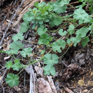 Malva neglecta at Yarralumla, ACT - 16 Jan 2022