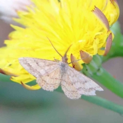 Scopula rubraria (Reddish Wave, Plantain Moth) at Lake Burley Griffin West - 15 Jan 2022 by ConBoekel