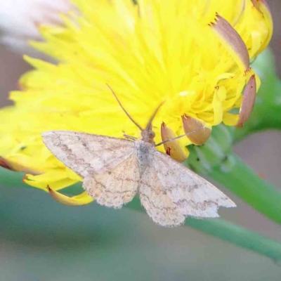 Scopula rubraria (Reddish Wave, Plantain Moth) at Blue Gum Point to Attunga Bay - 15 Jan 2022 by ConBoekel