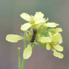 Unverified Bee (Hymenoptera, Apiformes) at Yarralumla, ACT - 16 Jan 2022 by ConBoekel