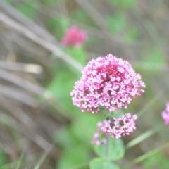 Centranthus ruber (Red Valerian, Kiss-me-quick, Jupiter's Beard) at Wamboin, NSW - 2 Nov 2021 by natureguy