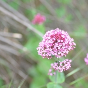 Centranthus ruber at Wamboin, NSW - 2 Nov 2021