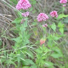 Centranthus ruber at Wamboin, NSW - 2 Nov 2021 08:00 PM