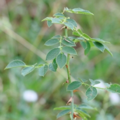 Rosa rubiginosa (Sweet Briar, Eglantine) at Yarralumla, ACT - 15 Jan 2022 by ConBoekel