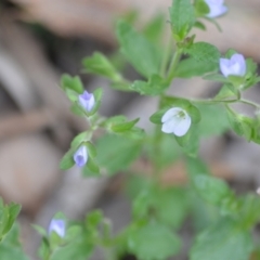 Veronica calycina (Hairy Speedwell) at Wamboin, NSW - 2 Nov 2021 by natureguy