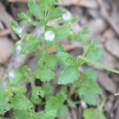 Veronica calycina at Wamboin, NSW - 2 Nov 2021