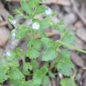 Veronica calycina at Wamboin, NSW - 2 Nov 2021