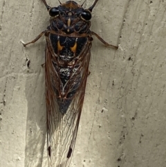 Galanga labeculata (Double-spotted cicada) at Carwoola, NSW - 19 Jan 2022 by Cuumbeun