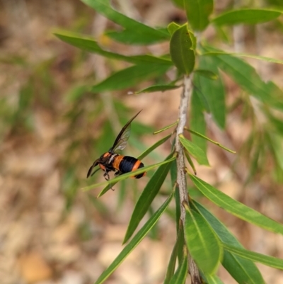 Pterygophorus cinctus (Bottlebrush sawfly) at Wright, ACT - 19 Jan 2022 by Rebeccajgee