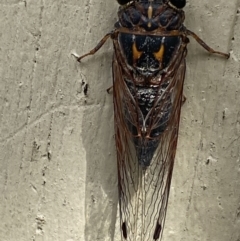 Galanga labeculata (Double-spotted cicada) at Greenleigh, NSW - 19 Jan 2022 by Cuumbeun