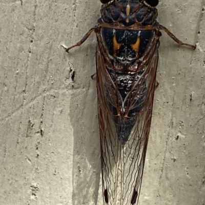 Galanga labeculata (Double-spotted cicada) at QPRC LGA - 19 Jan 2022 by Cuumbeun