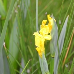 Iris pseudacorus (Yellow Flag) at Wamboin, NSW - 2 Nov 2021 by natureguy