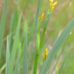 Iris pseudacorus at Wamboin, NSW - 2 Nov 2021 08:04 PM