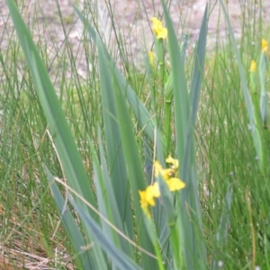 Iris pseudacorus at Wamboin, NSW - 2 Nov 2021