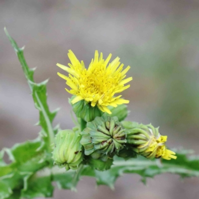 Sonchus asper (Prickly Sowthistle) at Blue Gum Point to Attunga Bay - 15 Jan 2022 by ConBoekel