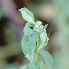 Atriplex semibaccata (Creeping Saltbush) at Yarralumla, ACT - 15 Jan 2022 by ConBoekel